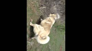GERÇEK KURTÇU KANGAL