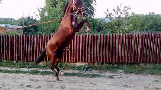 Сэкс лошадей / Sex Horse Breeding