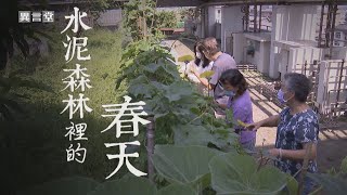 【民視異言堂】水泥森林裡的春天