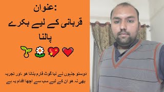 Goat Fattening For Qurbani Eid in Pakistan/India | قربانی کے لیے بکرے پالنا