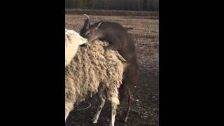 Little Buck Attempting to Mate Angry Llama