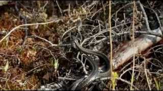 Холоднокровные? Cold-blooded? Бой змей. Snake fight.