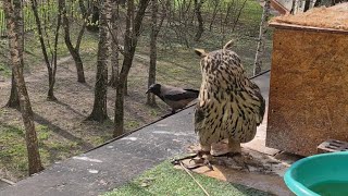 Сова и ворона. Наглость, слабоумие и отвага. Вороны дружат с совой