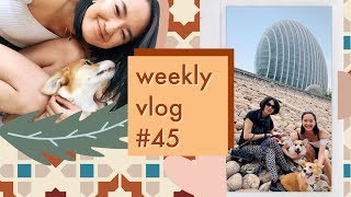 WEEKLY VLOG #45 | 北京 | 柯基日常 | 铲?官上线 | 可以遛狗的地方
