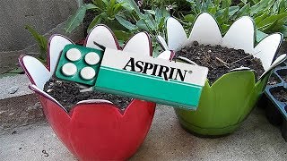 Saksının İçine Aspirin Koyduk Bakın Neler Oldu?