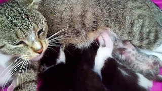 Маленькие смешные КОТЯТА! У нашей кошки родились новые КОТЯТА! Битва котят за место у маминой груди