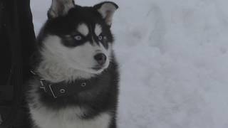 Встреча со знакомым щенком хаски.