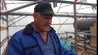 В Большом Кичмае появилось сомовое хозяйство