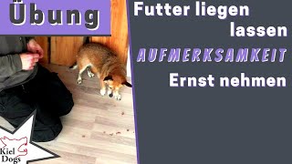 Dein Hund lässt Futter liegen! Kopfarbeit, Konzentration, Ruhe, Blickkontakt, Aufmerksamkeit & mehr
