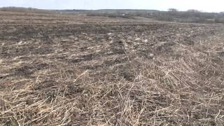 Удачный поиск монет и крестиков с Minelab Safari