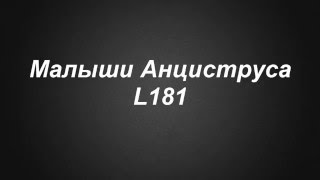 Ancistrus L181