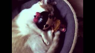Simbas Crush on my Lalaloopsy Doll!