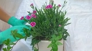 ?카네이션? 일년내내 꽃이 피고 내년에도~?
(Repotting Houseplants, Pink kisses)