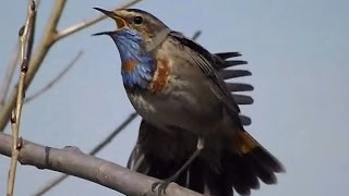 Варакушка. Голос варакушки, пение. Bluethroat, sound.