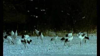 ЖУРАВЛИ /THE GRANES/ DEMETER