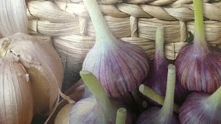 ПОДГОТОВКА ОЗИМОГО ЧЕСНОКА К ПОСАДКЕ!ОБ УРОЖАЕ ЗАБОТИМСЯ С ОСЕНИ!