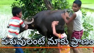 pashuvulante maku pranam Dj mix Bithiri Satthi Chinnappudu chata /Arjun Reddy / chatal band mix