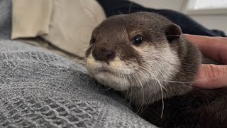 カワウソさくら 新しいカメラを試す飼い主に群がって日向ぼっこするカワウソ猫 Otter and cat flocking to their owners and basking in the sun