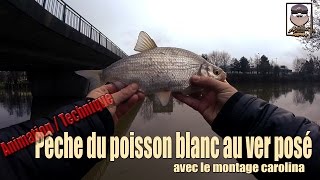 Pêche du poisson blanc au ver posé durant la fermeture -go pro HD