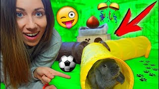 Кролик Лизун в тоннеле ? ПЕРВАЯ РЕАКЦИЯ на ? покупки из зоомагазина | Elli Di Pets