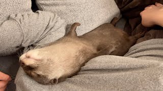 世界一リラックスした姿勢で横たわるカワウソと見下す猫 cat looks down on otter lying in the most relaxed position in the world.