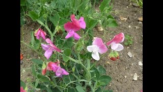 Cómo germinar semillas de Lathyrus odoratus / Arvejilla de jardin - Guisante de olor