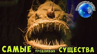 САМЫЕ УРОДЛИВЫЕ СУЩЕСТВА НА ПЛАНЕТЕ