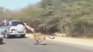 Как правильно убегать от Хищника \ How to run away from a predator