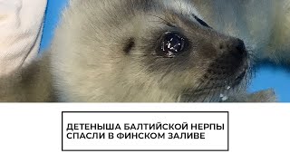 Детеныша балтийской нерпы спасли в Финском заливе