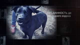 "Верный Друг" Приют Дубна