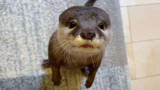 両手をグーにするだけで中におやつが入っていると思ってしまうカワウソ otter that thinks it contains a snack