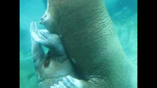 Walrus Love #3