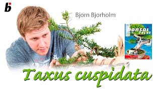 Bjorn to Bonsai