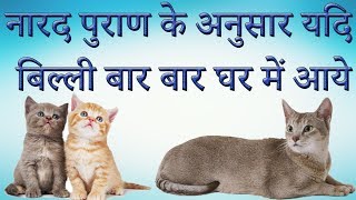नारद पुराण के अनुसार यदि " बिल्ली " बार बार घर में अाये तो ये कैसा शकुन है