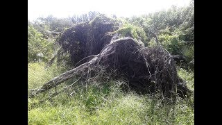 Denoy Versus The Tree Part 1 (V861)