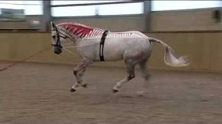 Anatomie verstehen - besser reiten | Gillian Higgins