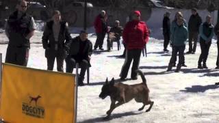Vyatkins' D'Spike at 1,5 years old - ob and bitework