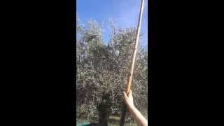 Varear las aceitunas, apalear los olivos.