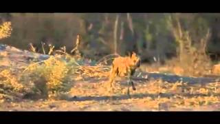 Hyenas attacks Gazelle   Hyenas vs  Gazelle  Гиены против газель