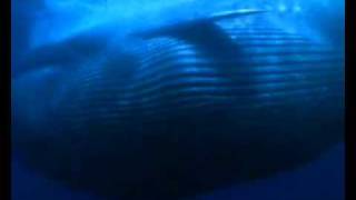 Save the blue whale!