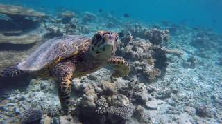 Komandoo Island Resort, Maldives March 2016 Snorkeling HD