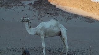 Египте Шарм-эш-Шейх. курорт  пустыня