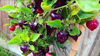 Выращивание перцев в ведрах - Мой огород - Сорта перца - Острые перцы - FloridaSunshine
