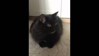 My cat demon-yaw