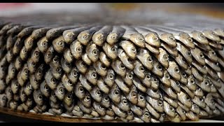 Du poisson pas si bon, enquête sur une filière opaque - Reportage