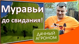 Муравьи – до свидания! 5 способов решить проблему с муравьями от Дачного агронома