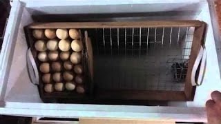 Инкубатор серии Блиц обзор