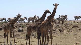 African mammals, the Giraffes and Zebras. Masai Mara
