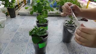 ???ЛУЧШИЙ СПОСОБ ВЫРАСТИТЬ ПЕТУНИЮ ! Как быстро получить цветущие растения
