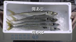 おんせん県って言っちゃいましたけん！　CMシリーズ総集編